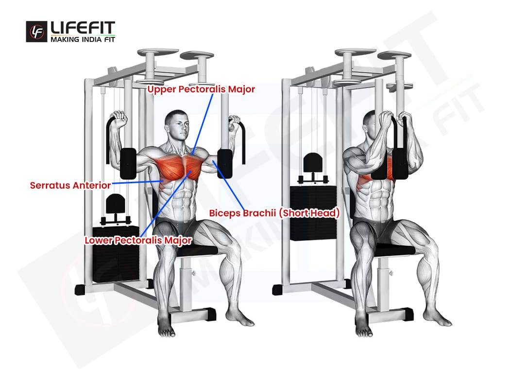 Diagram of chest muscles worked by Pec Deck Fly exercise.