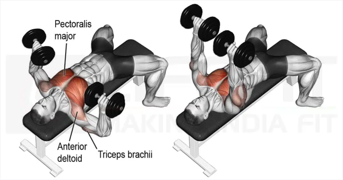 Illustration of the dumbbell bench press exercise showing the start and end positions, with labels indicating the pectoralis major, anterior deltoid, and triceps brachii muscles.