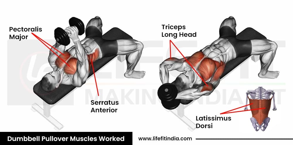 Diagram comparing muscles worked in the dumbbell pullover: Top position highlights pectoralis major & serratus anterior; Bottom stretch position highlights triceps long head & latissimus dorsi.