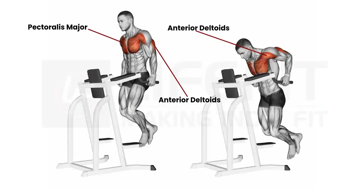 Illustration highlighting Pectoralis Major and Anterior Deltoids muscles worked during chest dips exercise