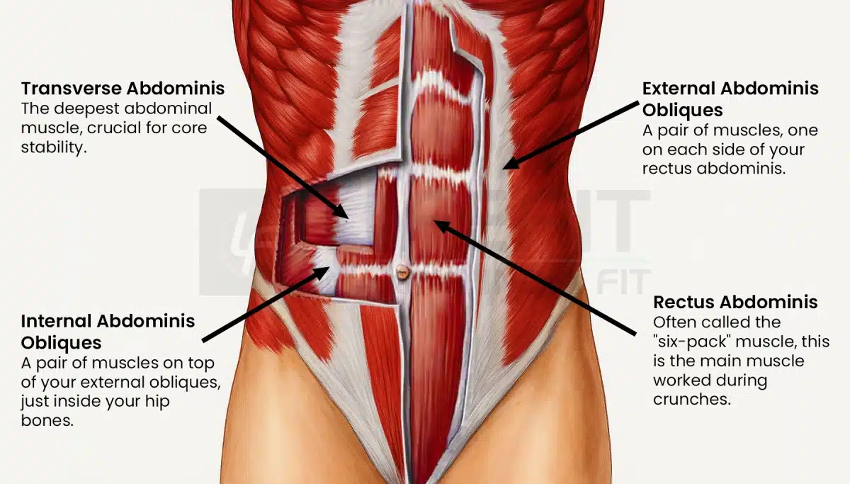 Illustration of abdominal muscles including transverse abdominis, external obliques, internal obliques, and rectus abdominis.