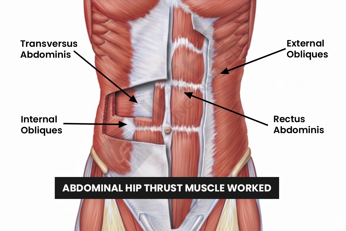 Anatomical diagram of the muscles worked by the abdominal hip thrust. It shows the core anatomy, with labels pointing to the Rectus Abdominis, Transversus Abdominis, Internal Obliques, and External Obliques.