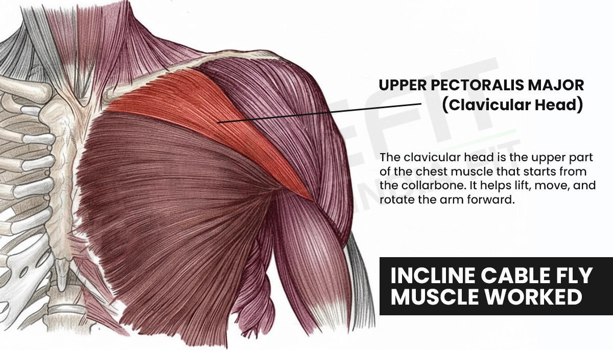 Anatomical illustration showing the upper pectoralis major (clavicular head) muscle targeted during the incline cable fly exercise, highlighting its origin near the collarbone and its role in lifting and rotating the arm forward.