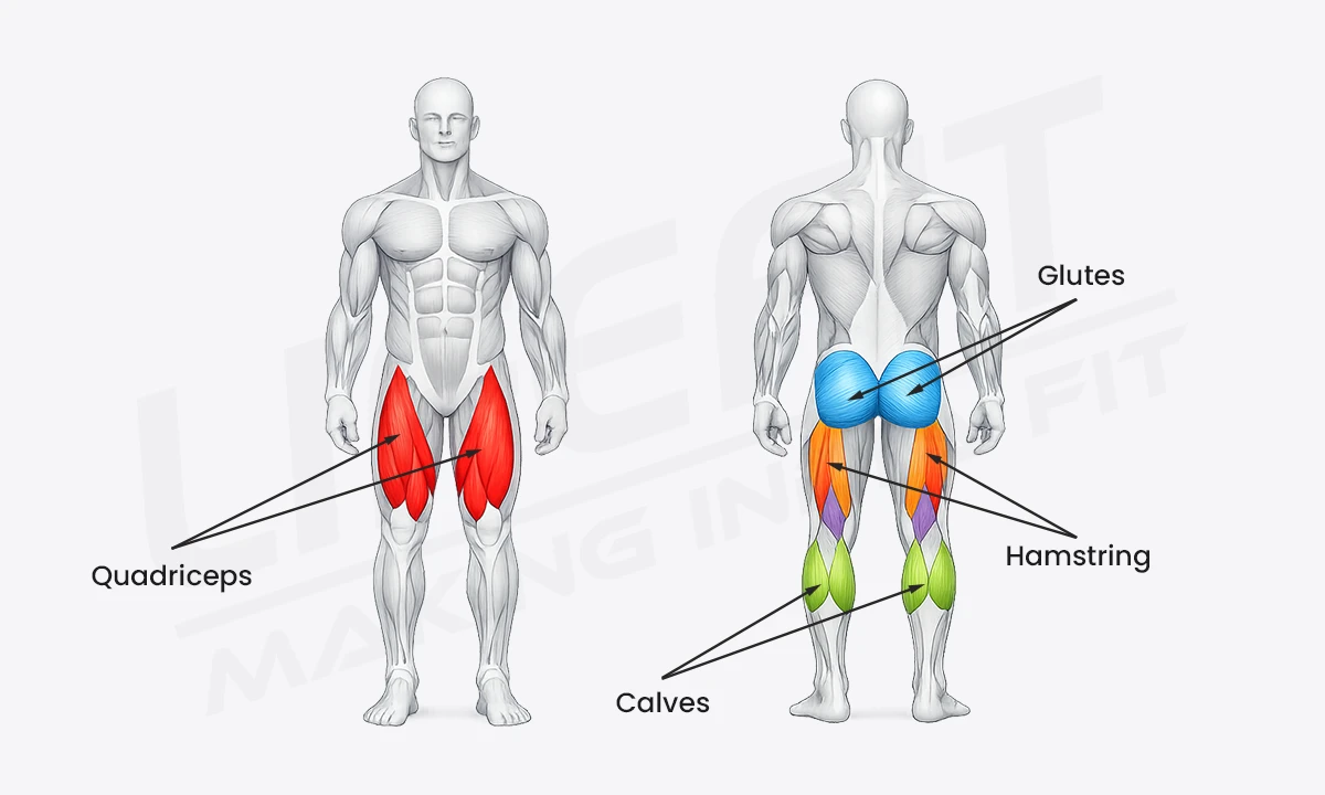 Leg press muscles worked diagram showing quadriceps as the primary muscle and glutes, hamstrings, and calves as secondary muscles.